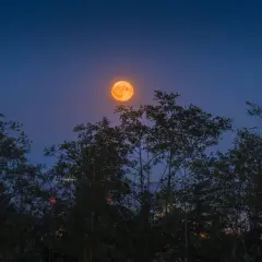 Pomarańczowa pełnia w wodniku wschodzi nad ciemnymi drzewami, oświetlając nocne niebo.