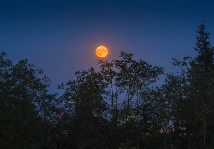 Pomarańczowa pełnia w wodniku wschodzi nad ciemnymi drzewami, oświetlając nocne niebo.