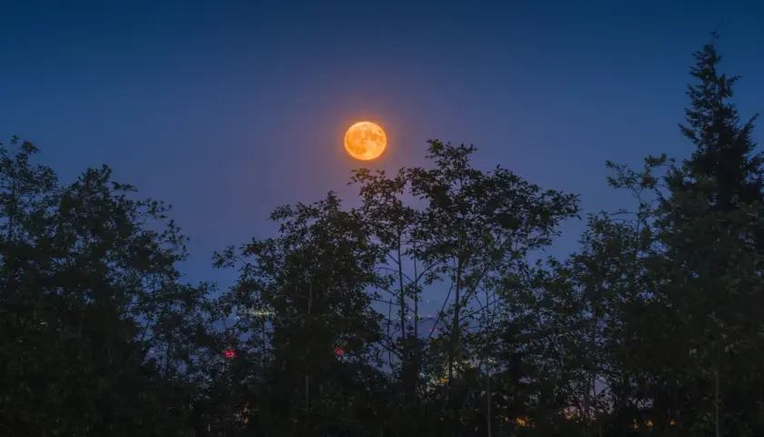 Pomarańczowa pełnia w wodniku wschodzi nad ciemnymi drzewami, oświetlając nocne niebo.