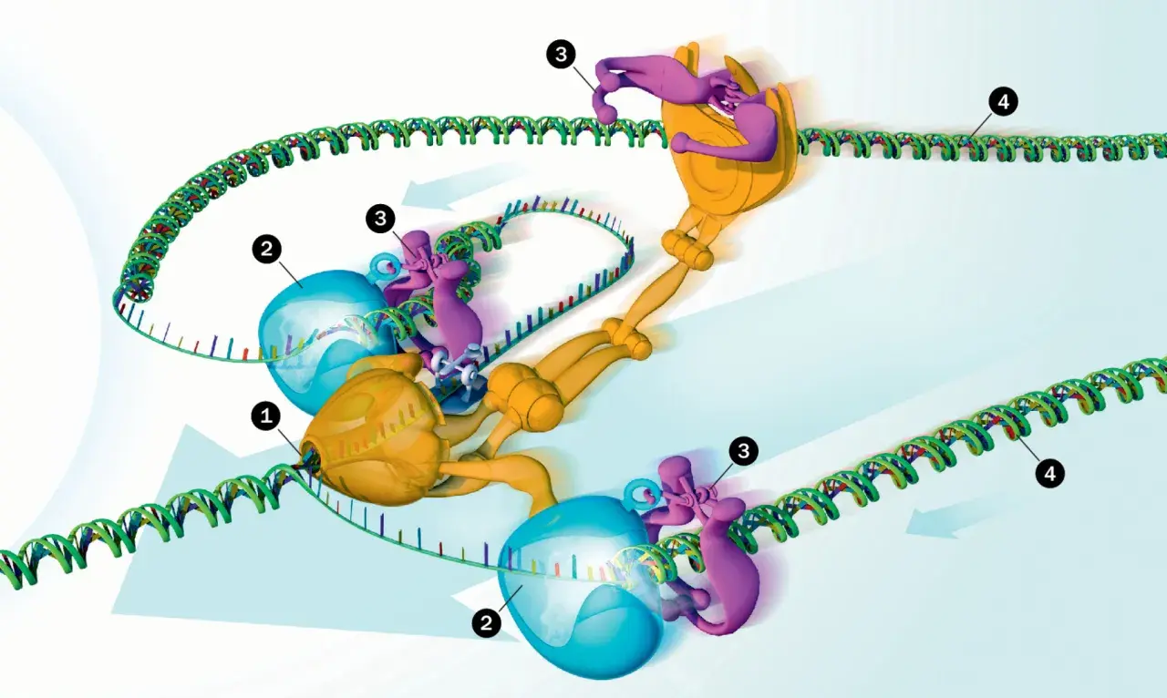 Molekularne maszyny, jakby kod boga, przetwarzają DNA. Widoczne białka (żółte, niebieskie, fioletowe) i helisa DNA.