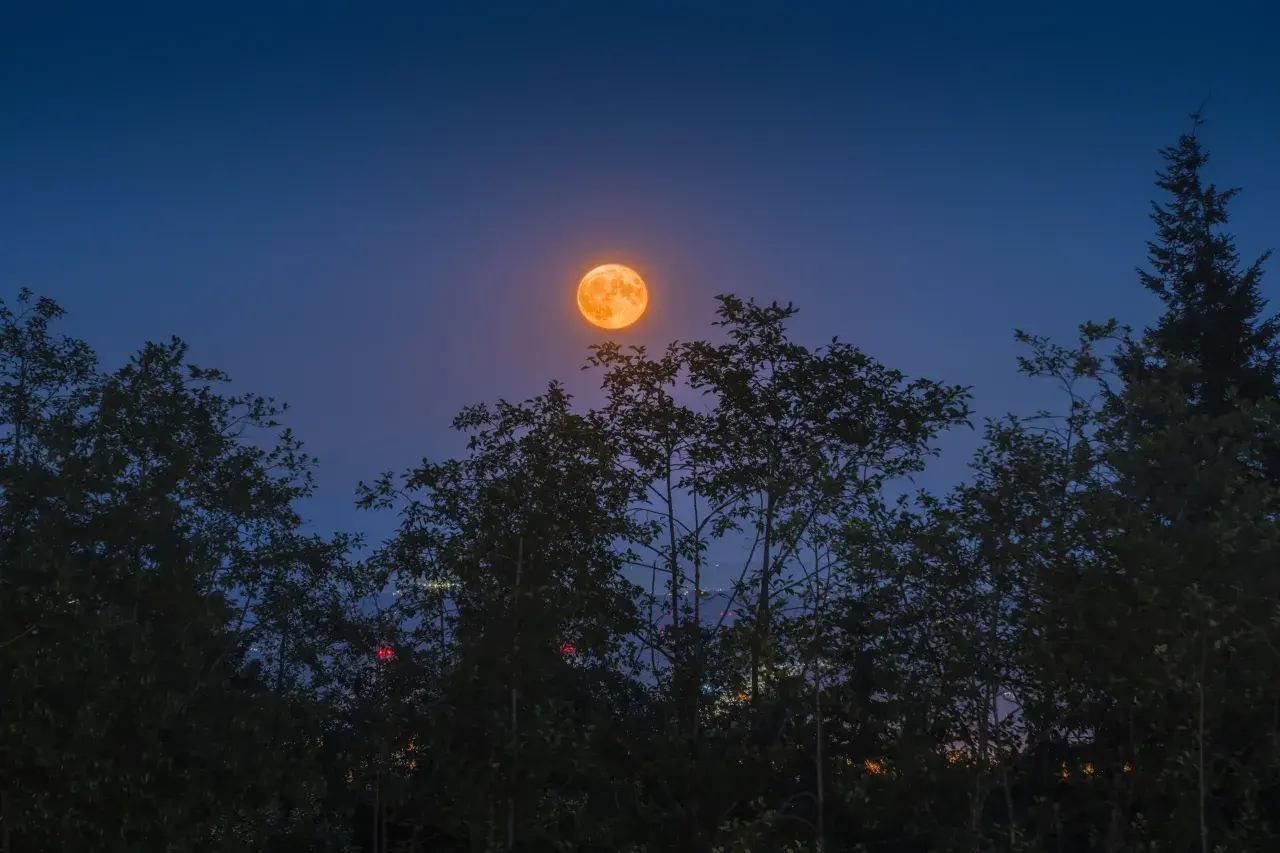 Pomarańczowa pełnia w wodniku wschodzi nad ciemnymi drzewami, oświetlając nocne niebo.